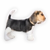 Beagle hond